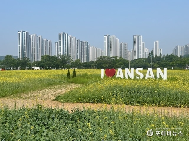안산시, 도심 속 유채꽃밭으로 시민에게 힐링 선사