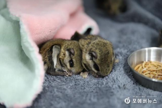 경기도, 구조된 하늘다람쥐 4마리. 다시 자연의 품으로