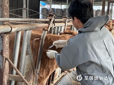 지난 2일 압해읍 농가에서 럼피스킨 백신 접종을 하고 있다.