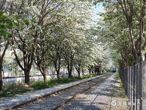 전주시 팔복동 철길, 이팝나무꽃 피면 시민에게 전면개방