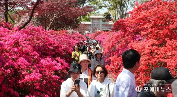 서부해당화축제
