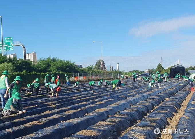 새마을운동 하남시지회, ‘사랑의 배추 모종심기‘ 행사 실시