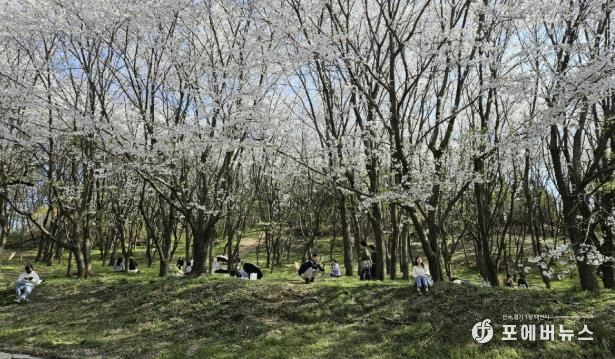 벚꽃 절정기 때의 고양둥이동산