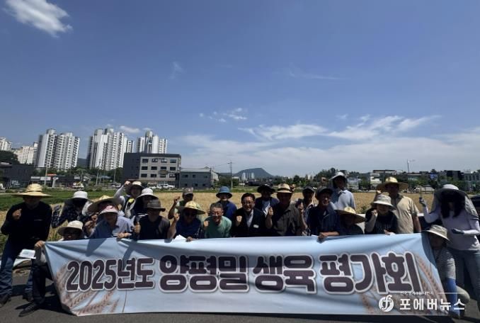 농업기술센터와 농업인이 관내 밀 재배 포장에서 밀 생육 평가회 진행