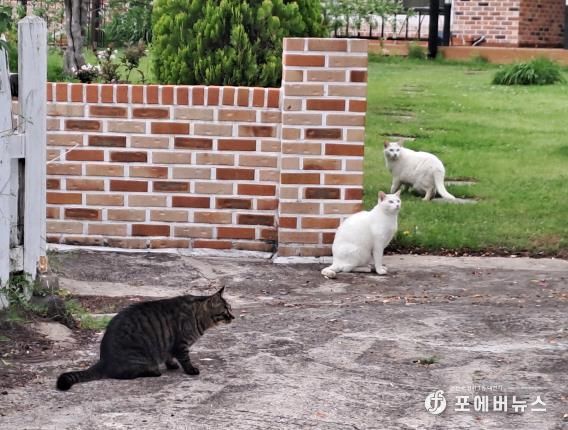 길고양이 서식 현황 조사.