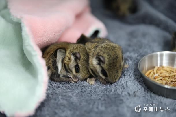 구조 당시의 하늘다람쥐