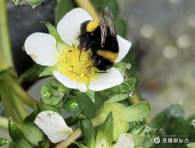 딸기 뒤영벌 투입