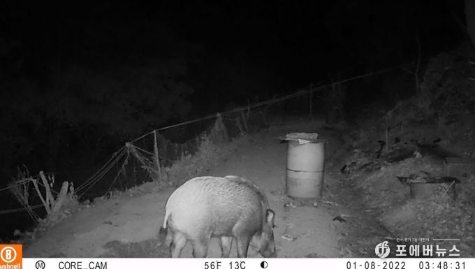 옹진군, 「멧돼지 등 포획을 위한 유해야생동물 피해방지단」파견