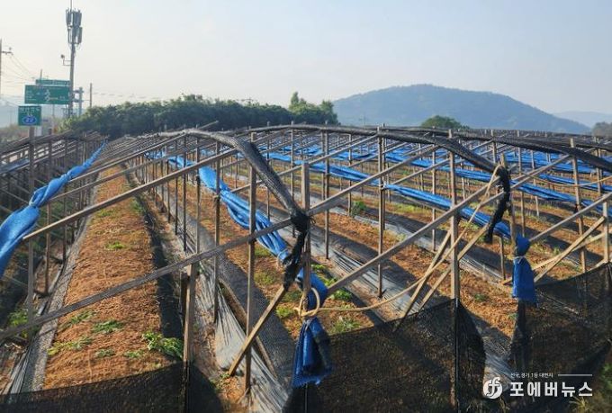 영광군, 한파·대설 대비 농업시설물 집중 점검