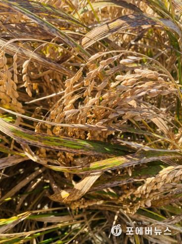 벼 깨씨무늬병 피해 사진