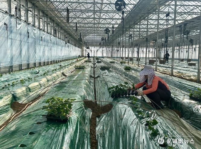 강화군, 한겨울 한파 속 강화섬오이 새해 첫 정식 시작 “한겨울 추위도 문제 없다”