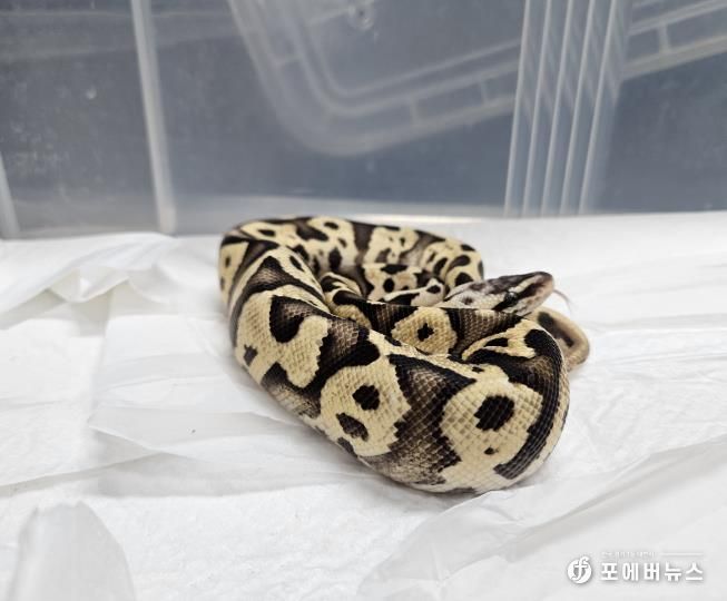 국립생태원에 긴급 이송된 불파이톤