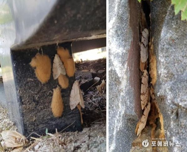 매미나방 난괴, 성충 사진