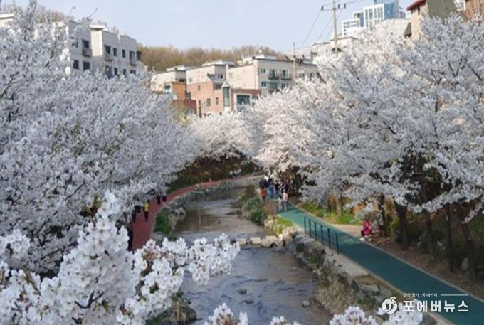 송파구 성내천길(벚꽃)