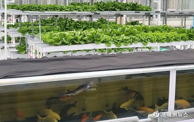 경기도농업기술원, ‘아쿠아포닉스 상추 친환경 관리 매뉴얼’ 발간