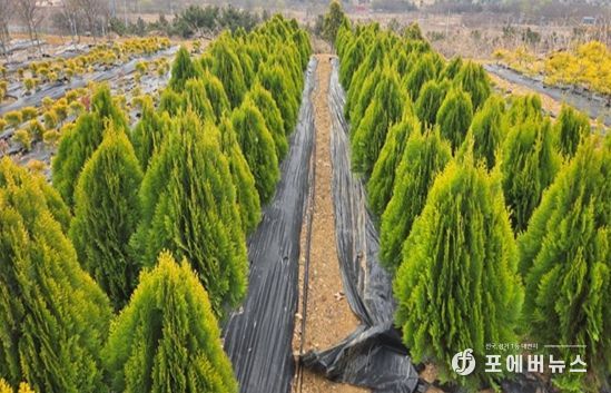 계양공원사업소, 상반기 공공녹지 조성용 수목 11만 1천 주 공급