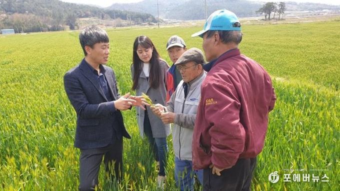 강진군 농업기술센터 관계자가 생육장애가 발생한 맥류 이삭을 확인중이다