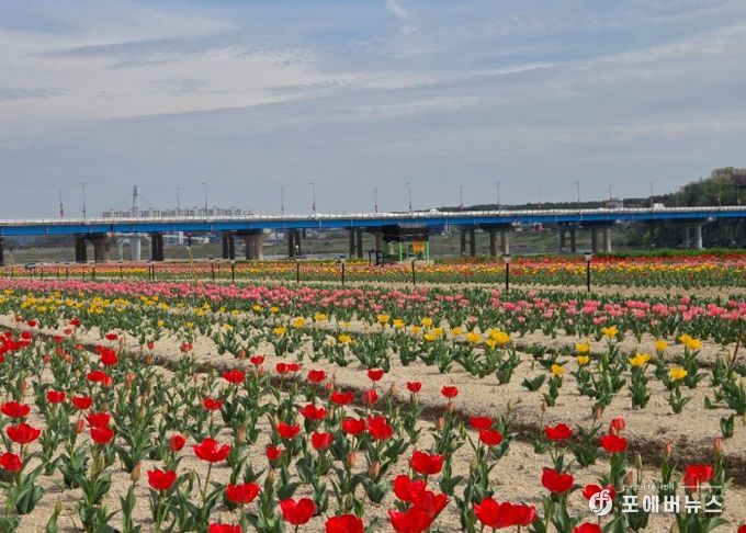 여주시민공원 아름다운 튤립, 주말 만개 기대